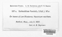 Exobasidium vaccinii image